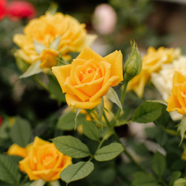 MIMOSA TERRAZZA® MIMOSA TERRAZZA®